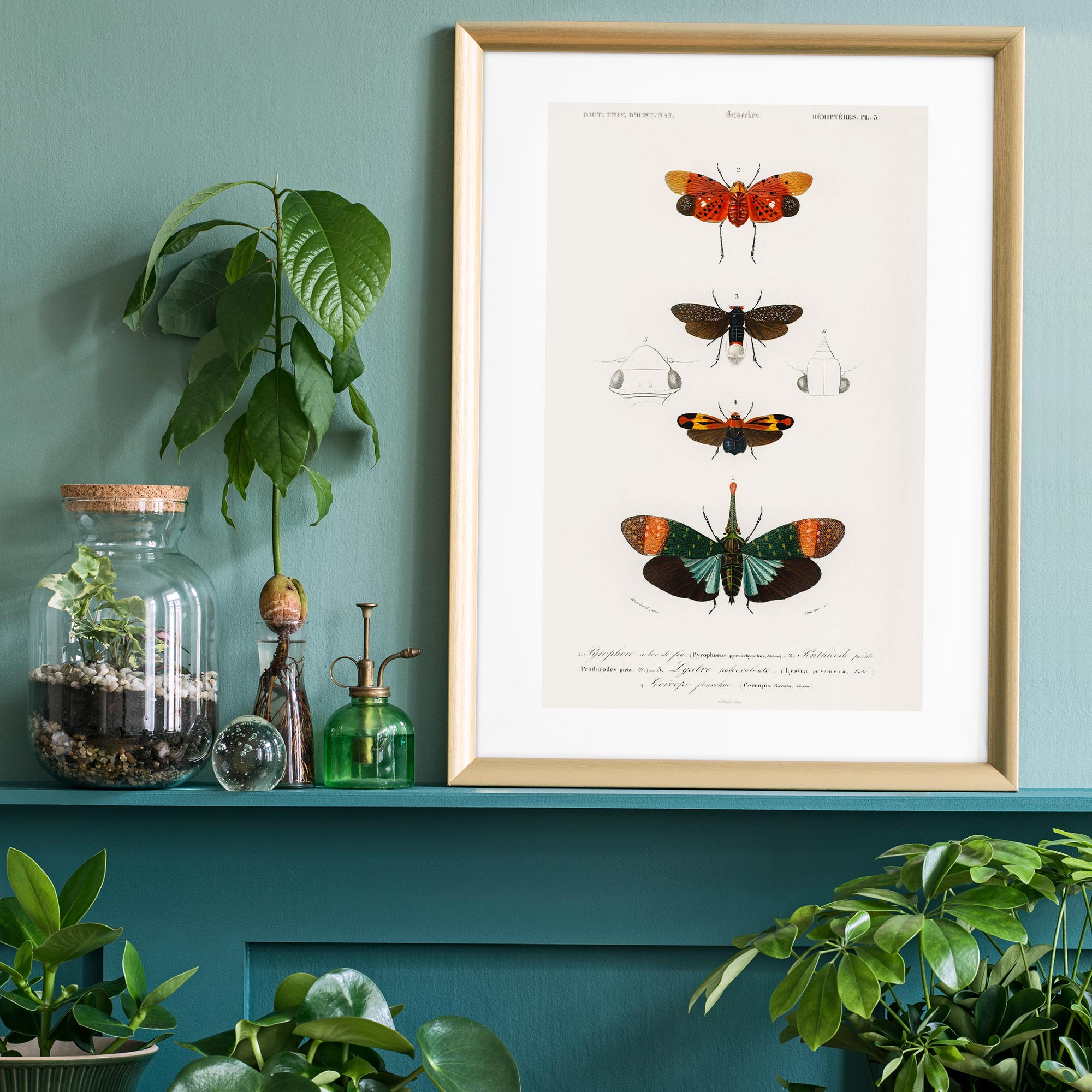 Butterfly Diagram Vintage Antique Print - Inside House 