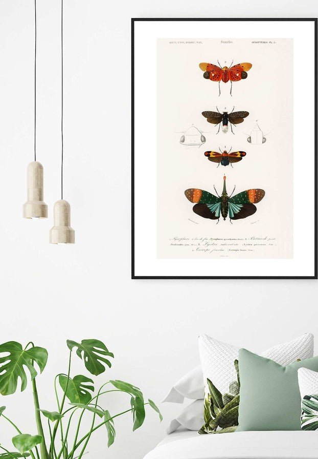 Butterfly Diagram Vintage Antique Print - Inside House 