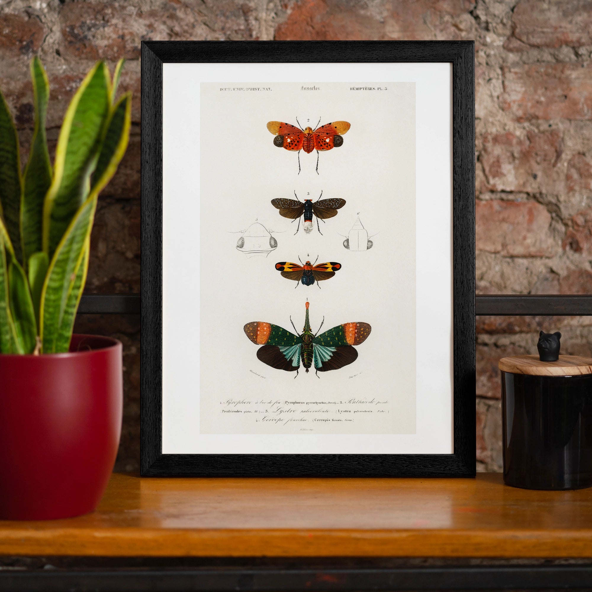 Butterfly Diagram Vintage Antique Print - Inside House 